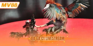 Đá gà C1 livestream