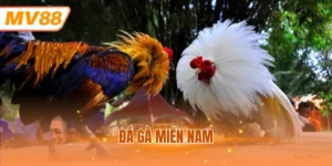 đá gà miền Nam