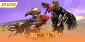 kinh nghiệm đá gà