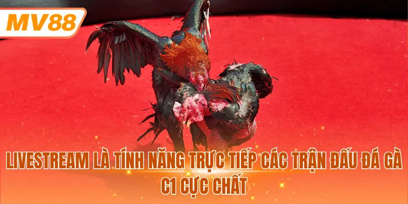Livestream là tính năng trực tiếp các trận đấu đá gà C1 cực chất
